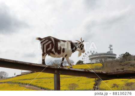 マザー牧場の動物たち 88130276