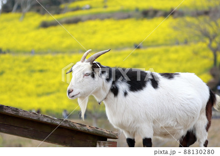 マザー牧場の動物たち マザー牧場の動物たち 88130280