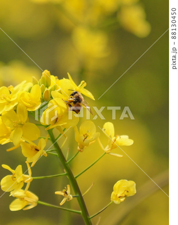 菜の花とミツバチ 菜の花とミツバチ 88130450