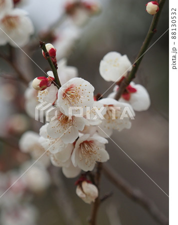 梅(撮影:太宰府) 梅(撮影:太宰府) 88130532