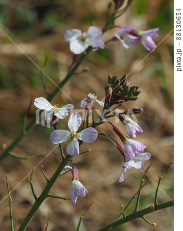 大根(花) 大根(花) 88130654