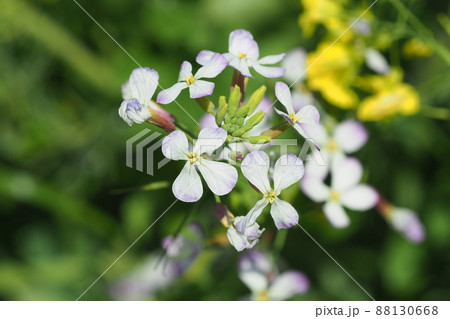 大根 花 の写真素材