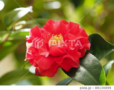 Camellia(ツバキ:質感重視) Camellia(ツバキ:質感重視) 88130899