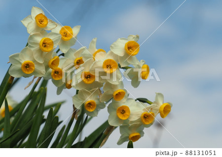 水仙(自然質感撮影) 水仙(自然質感撮影) 88131051