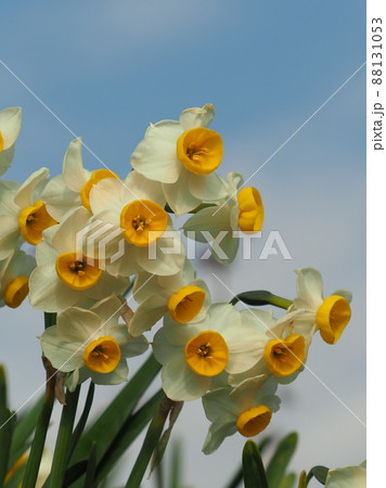 水仙(自然質感撮影) 88131053