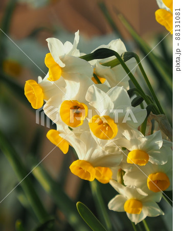 水仙(自然質感撮影) 88131081