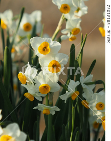 水仙(自然質感撮影) 88131082