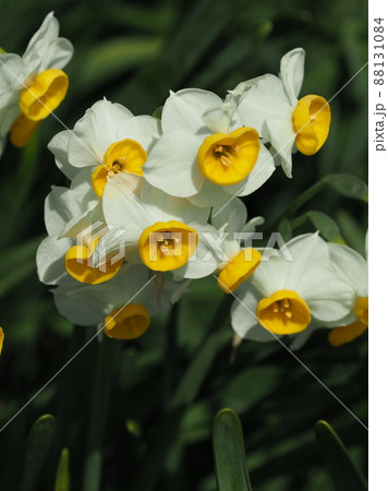 水仙(自然質感撮影) 88131084