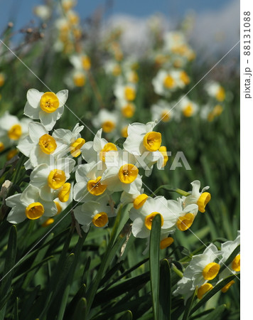 水仙(自然質感撮影) 88131088