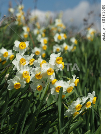 水仙(自然質感撮影) 88131089