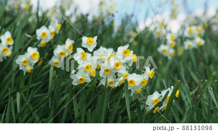 水仙(自然質感撮影) 88131098