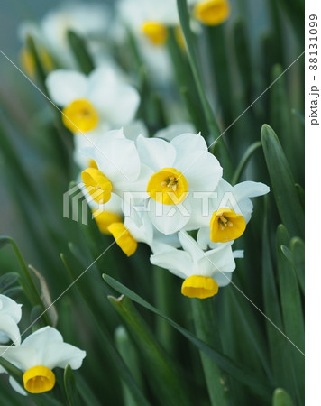 水仙(自然質感撮影) 88131099
