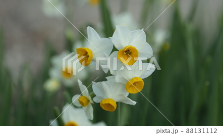 水仙(自然質感撮影) 88131112