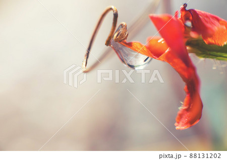 water drop on the plant with flower close up water drop on the plant with flower close up 88131202