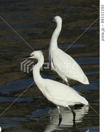 シラサギ 88131392