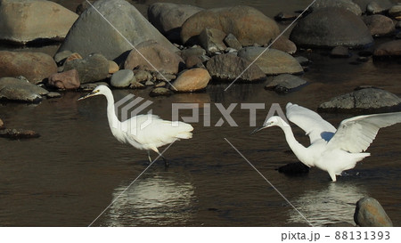 シラサギ シラサギ 88131393