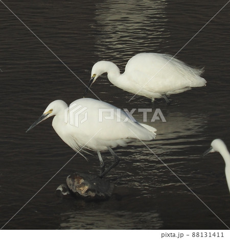 シラサギ 88131411