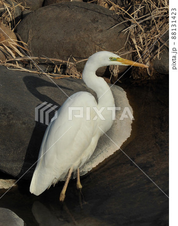 シラサギ 88131423