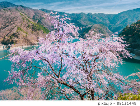 Early Spring 88131449