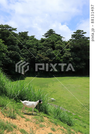 沖縄 名護 宮里公園 除草作業中のヤギ 沖縄 名護 宮里公園 除草作業中のヤギ 88131497