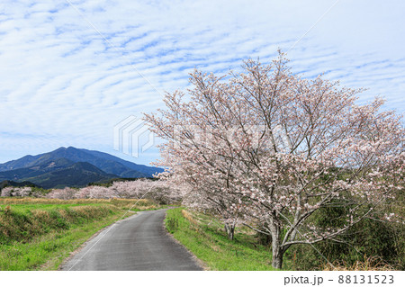 桜と紫尾山 桜と紫尾山 88131523