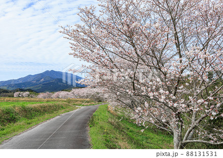 桜と紫尾山 桜と紫尾山 88131531