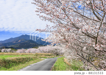 桜と紫尾山 桜と紫尾山 88131533