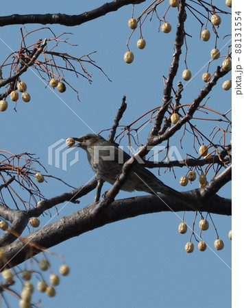 Bulbul(ヒヨドリ) Bulbul(ヒヨドリ) 88131554