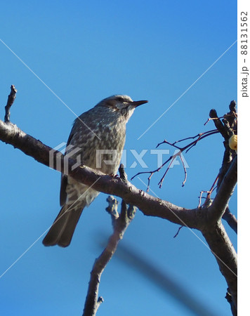 Bulbul(ヒヨドリ) Bulbul(ヒヨドリ) 88131562