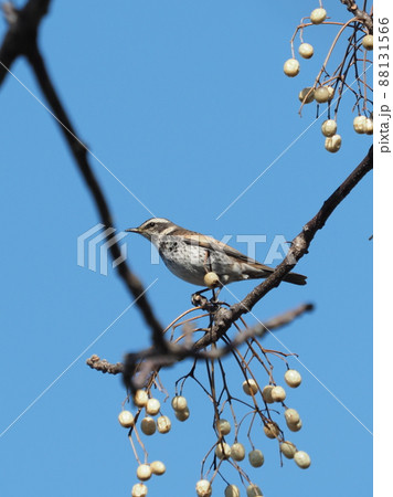 Bulbul（ヒヨドリ） 88131566