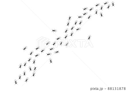 Ant trail, walking group of black insects. Vector illustration of line of worker ants marching in search of food. Curve footpath of home pest isolated on white background 88131878