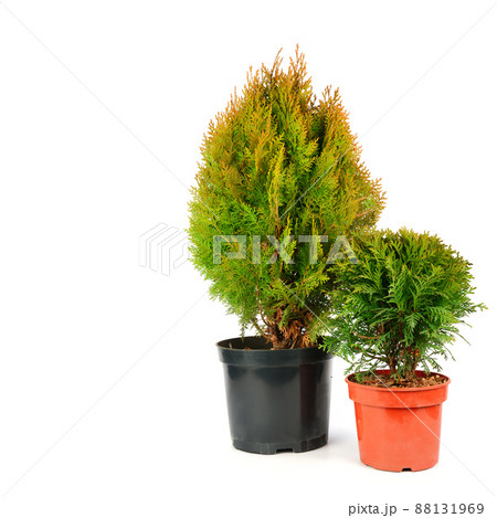 Pyramidal and globular thuja in a flower pot isolated on white. Free space for text. Pyramidal and globular thuja in a flower pot isolated on white. Free space for text. 88131969