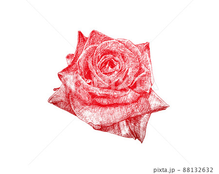 線画で細密に描画し彩色した薔薇の花のベクター素材のイラスト素材