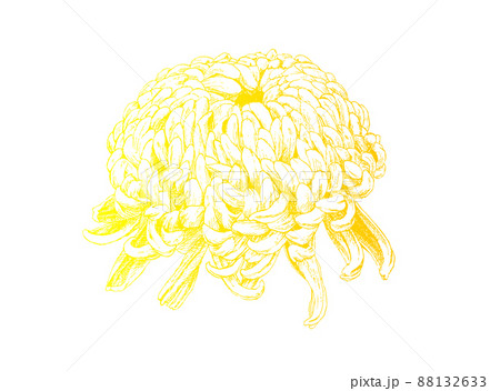 線画で細密に描画し彩色した大菊の花のベクター素材 線画で細密に描画し彩色した大菊の花のベクター素材 88132633