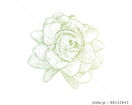 線画で細密に描画し彩色したジャスミン八重咲きのベクター素材のイラスト素材