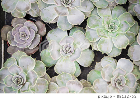beautiful assorted green blue and teal succulents. Image top view benner of echeveria. set of houseplants 88132755