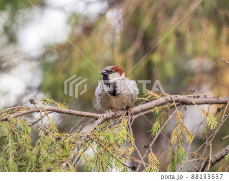 Sparrow sits on a fir branch in the sunset light. Sparrow sits on a fir branch in the sunset light. 88133637