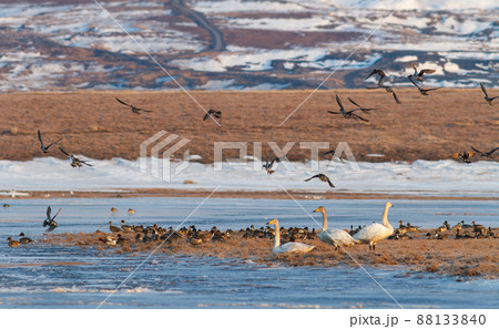 White tundra swans and a flock of pintail ducks on the banks of a frozen river. 88133840