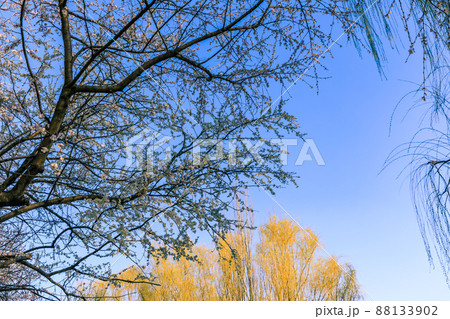 China Beijing Olympic Forest Park Spring View with flowers bloom China Beijing Olympic Forest Park Spring View with flowers bloom 88133902