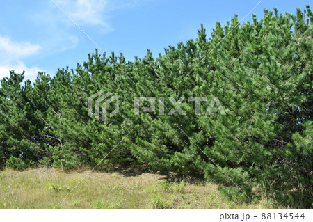松林 海岸砂防林 山形県庄内 88134544