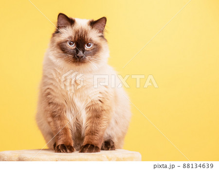 Neva masquerade cat on a tired background. Pet portrait. 88134639