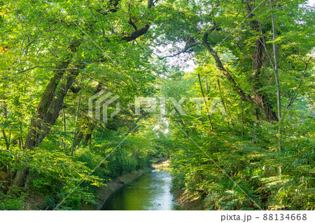【日本】福生市、緑の木々に囲まれた玉川上水の水路 88134668