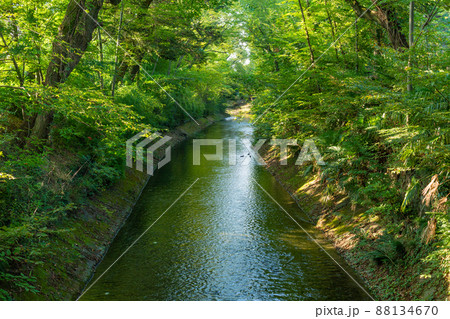 【日本】福生市、緑の木々に囲まれた玉川上水の清流 88134670
