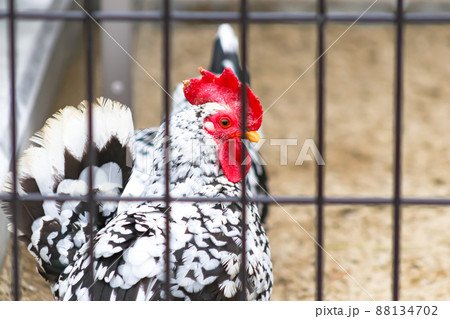 にいがた地鶏 (幼鳥) 88134702