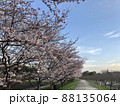 朝の桜並木 88135064
