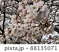 早朝の桜 88135071
