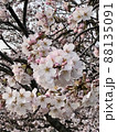 明け方の桜 88135091