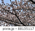 早朝の桜 88135117