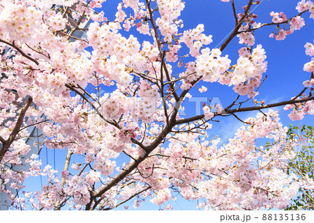 桜の名所の神奈川県横浜市大岡川(春) 桜の名所の神奈川県横浜市大岡川(春) 88135136