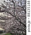 朝の桜 88135188
